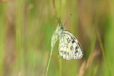 <i>Melanargia galathea</i>