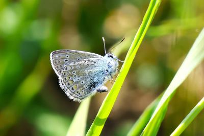 <i>Polyommatus icarus</i>