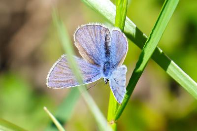 <i>Polyommatus icarus</i>