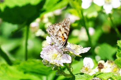 <i>Vanessa cardui</i>