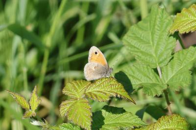 <i>Coenonympha pamphilus</i>