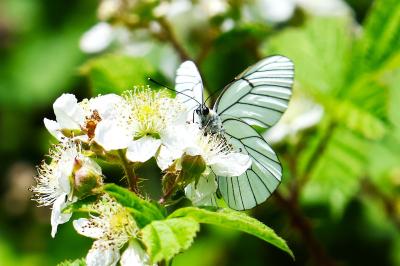 <i>Aporia crataegi</i>