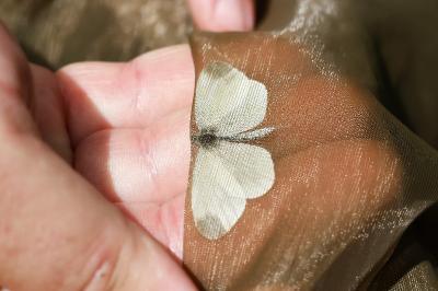 <i>Leptidea sinapis</i>