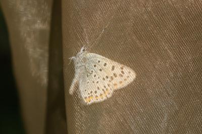 <i>Lycaena tityrus</i>