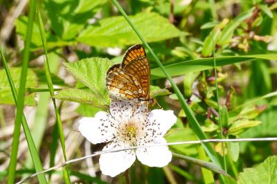 <i>Euphydryas aurinia</i>