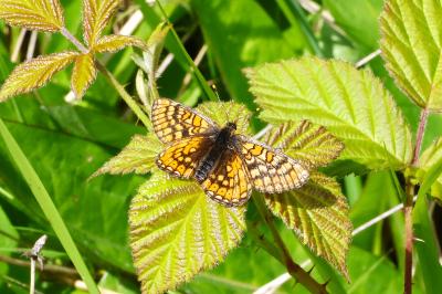<i>Euphydryas aurinia</i>