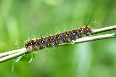 <i>Lasiocampa quercus</i>