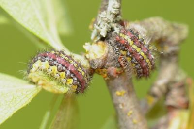<i>Aglaope infausta</i>