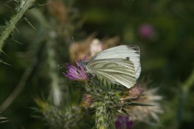 <i>Pieris napi</i>