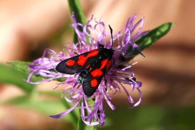 <i>Zygaena trifolii</i>