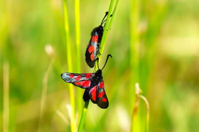 <i>Zygaena trifolii</i>