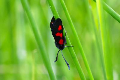<i>Zygaena trifolii</i>
