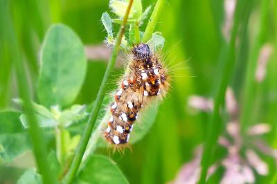 <i>Acronicta rumicis</i>