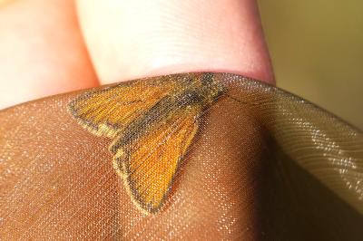 <i>Thymelicus sylvestris</i>