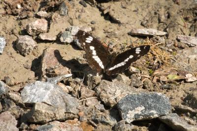<i>Limenitis camilla</i>
