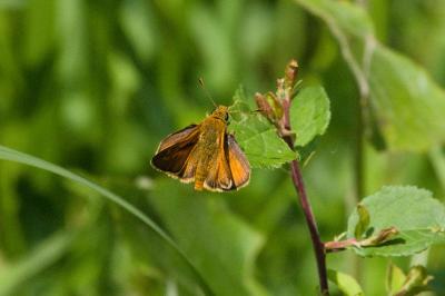 <i>Ochlodes sylvanus</i>