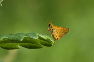 <i>Ochlodes sylvanus</i>