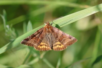 <i>Euclidia glyphica</i>