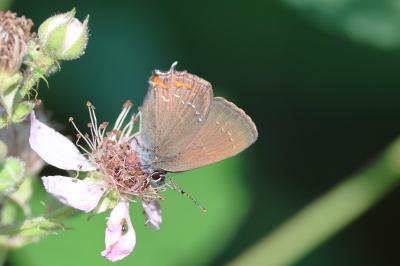 <i>Satyrium ilicis</i>