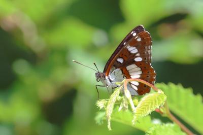 <i>Limenitis reducta</i>