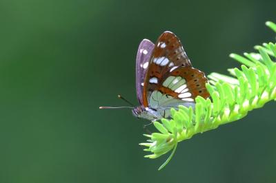 <i>Limenitis reducta</i>
