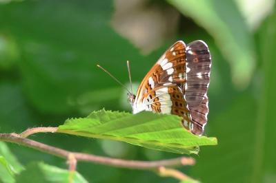 <i>Limenitis camilla</i>