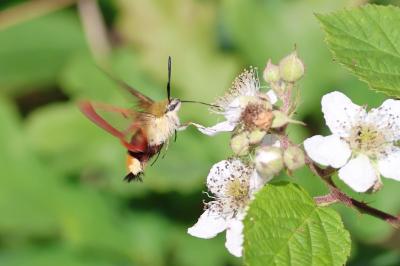 <i>Hemaris fuciformis</i>
