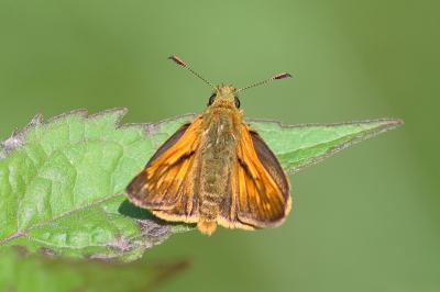 <i>Ochlodes sylvanus</i>