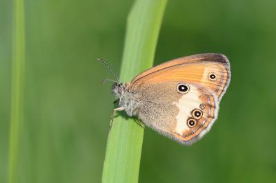 <i>Coenonympha arcania</i>
