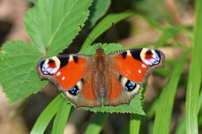 <i>Aglais io</i>