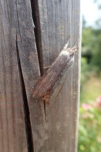<i>Cucullia umbratica</i>