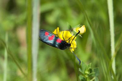 <i>Zygaena trifolii</i>