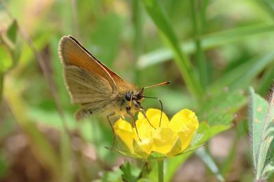 <i>Thymelicus lineola</i>