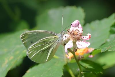 <i>Pieris napi</i>