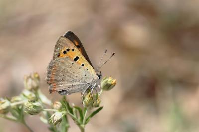 <i>Lycaena phlaeas</i>