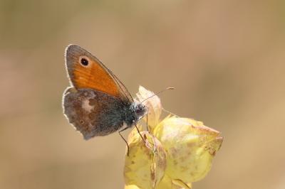 <i>Coenonympha pamphilus</i>