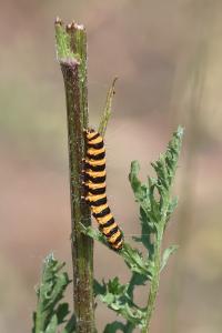 <i>Tyria jacobaeae</i>
