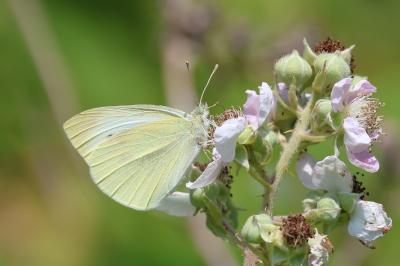 <i>Pieris rapae</i>