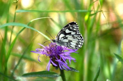 <i>Melanargia galathea</i>