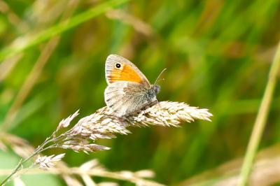 <i>Coenonympha pamphilus</i>