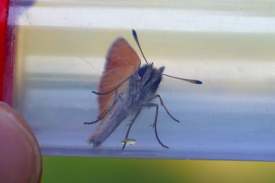 <i>Thymelicus lineola</i>