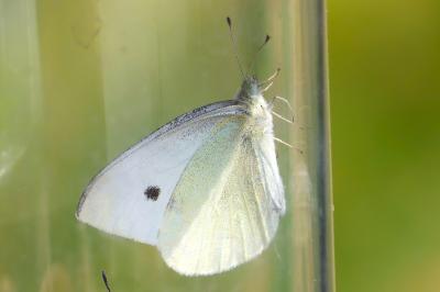 <i>Pieris rapae</i>