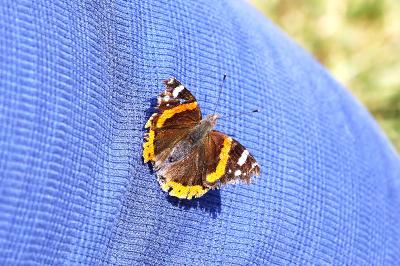 <i>Vanessa atalanta</i>