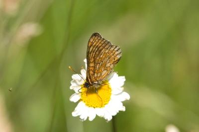 <i>Euphydryas aurinia</i>