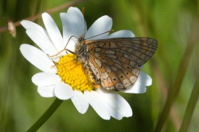 <i>Euphydryas aurinia</i>