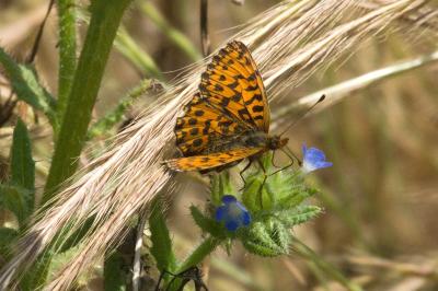 <i>Boloria dia</i>