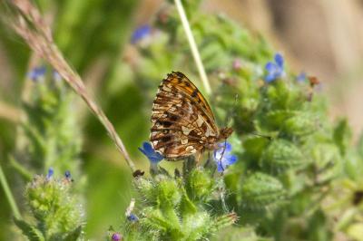 <i>Boloria dia</i>