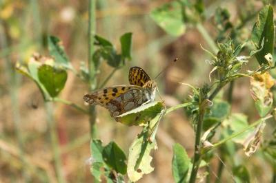 <i>Issoria lathonia</i>
