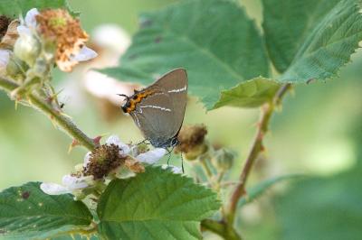 <i>Satyrium w-album</i>