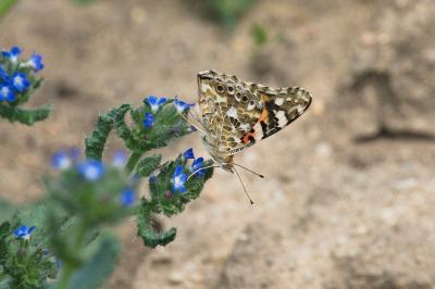 <i>Vanessa cardui</i>